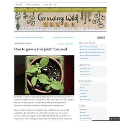 How to grow a kiwi plant from seed