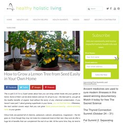 How to Grow a Lemon Tree from Seed Easily in Your Own HomeHealthy Holistic Living