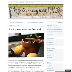 How to grow a lemon tree from seed