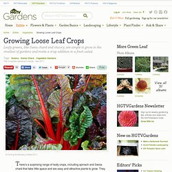 How to Grow Loose Leaf Crops
