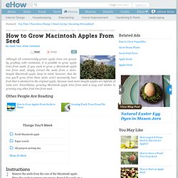 How to Grow Macintosh Apples From Seed