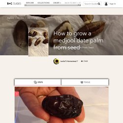 How to grow a medjool date palm from seed - B+C Guides