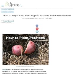 How to Grow Organic Potatoes in Your Home Garden