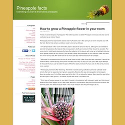 How to grow a Pineapple flower in your room