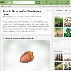 How to Grow an Oak Tree from an Acorn with Step-by-Step Pictures