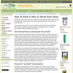 How to Grow A Tree or Shrub From Seed from TreeHelp