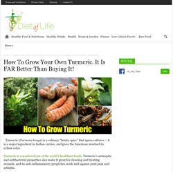 How To Grow Your Own Turmeric. It Is FAR Better Than Buying It!