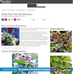 Grow Your Own Blueberries