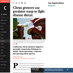 Citrus growers import wasp to fight disease threatening groves
