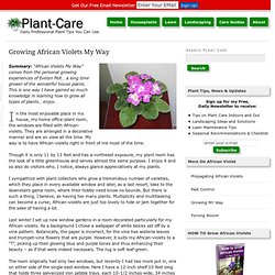 Growing African Violets My Way