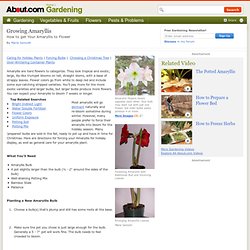 Growing Amaryllis - How to get Your Amaryllis to Flower