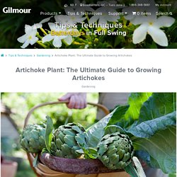 Growing Artichokes: Learn How to Plant, Grow & Care for Artichokes
