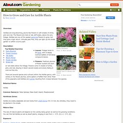 Astilbes - Growing Astilbe Plants