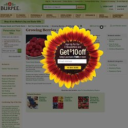 Growing Berries - Nutritional Facts - - Burpee