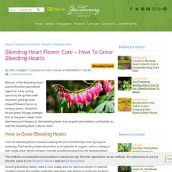 Growing Bleeding Hearts: How To Care For A Bleeding Heart Plant