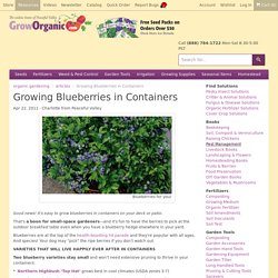 Growing blueberries in containers