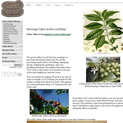Growing Coffea Arabica at Home from Seed