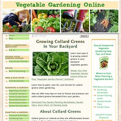 Growing Collard Greens, Planting Collard Greens, How to Grow Collard Greens