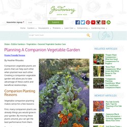 Growing A Companion Vegetable Garden