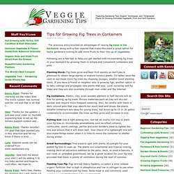 Tips for Growing Fig Trees in Containers