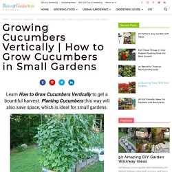 How to Grow Cucumbers in Small Garden