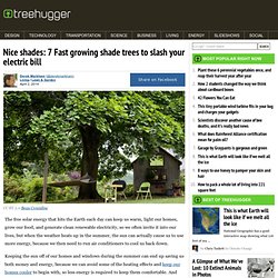 7 Fast Growing Shade Trees To Save Electricity