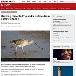 Growing threat to England's curlews from climate change - BBC News
