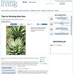 Tips for Growing Aloe Vera - Gardening