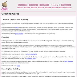 Growing Garlic