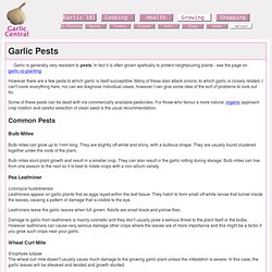 Growing Garlic - Pests