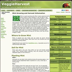 Mint Growing and Harvest Information