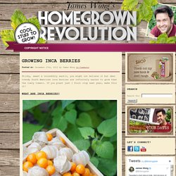 GROWING INCA BERRIES - James Wong's Homegrown Revolution Blog
