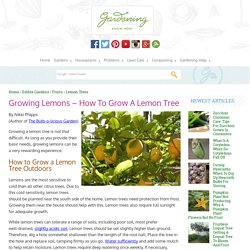 Growing Lemons – How To Grow A Lemon Tree