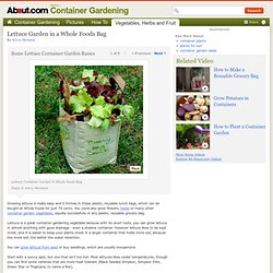 Growing Lettuce - Growing Lettuce in a Reusable Grocery Bag