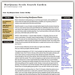 Tips On Growing Marijuana Plants