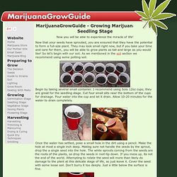 Marijuana Grow Guide