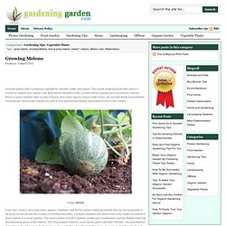 Growing Melons