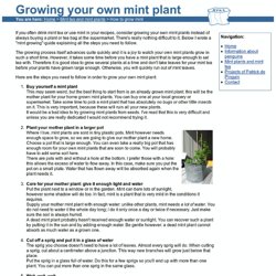 Growing mint - How to grow a mint plant: a step-by-step guide