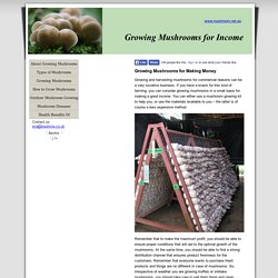 Growing Mushrooms for Income - How to operate a growing mushrooms business.