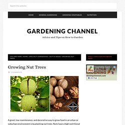 Growing Nut Trees