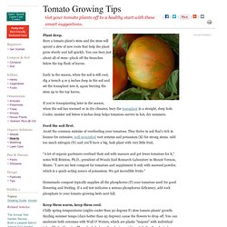 Best Tomato Growing Tips and Tricks: Organic Gardening