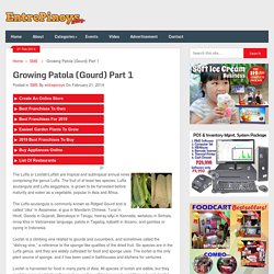 Growing Patola (Gourd) Part 1