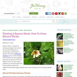 Banana Shrub Care – Growing And Pruning Michelia Banana Shrubs