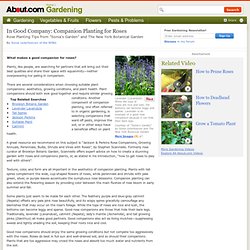 Growing Roses - Good Companion Plants for Roses