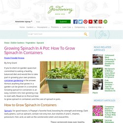 Growing Spinach In Containers – Learn About The Care Of Spinach In Pots