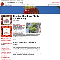 Growing Strawberry Plants CommerciallyStrawberry Plants .org