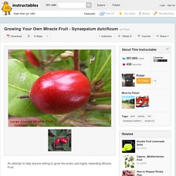 Growing Your Own Miracle Fruit - Synsepalum dulcificum