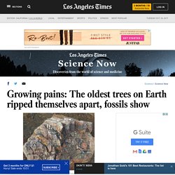 Growing pains: The oldest trees on Earth ripped themselves apart, fossils show