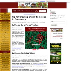 Tips for Growing Cherry Tomatoes in Containers or Pots