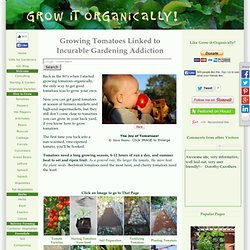 Growing Tomatoes, How to Grow Tomatoes, Planting Tomatoes